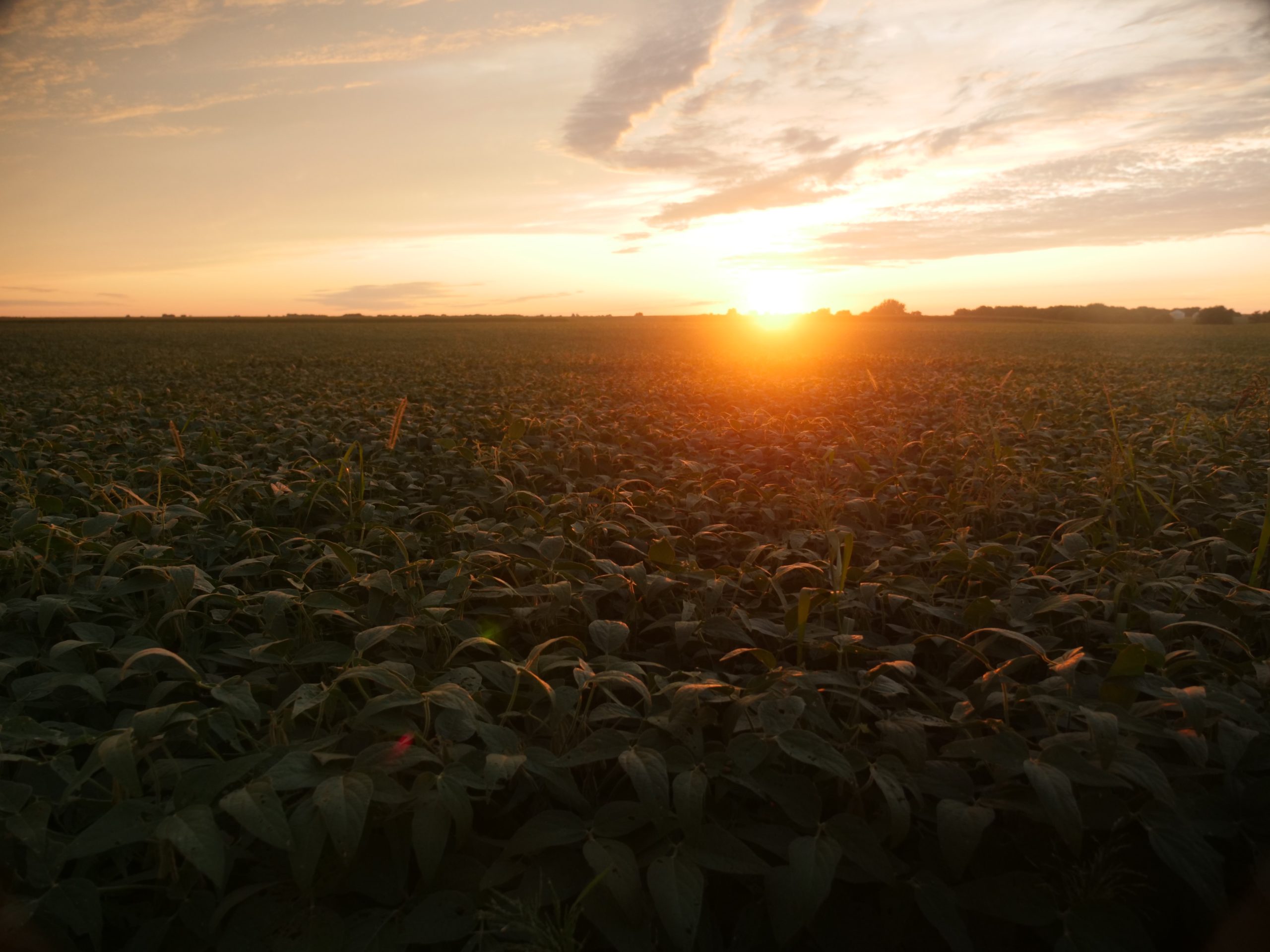 farm field