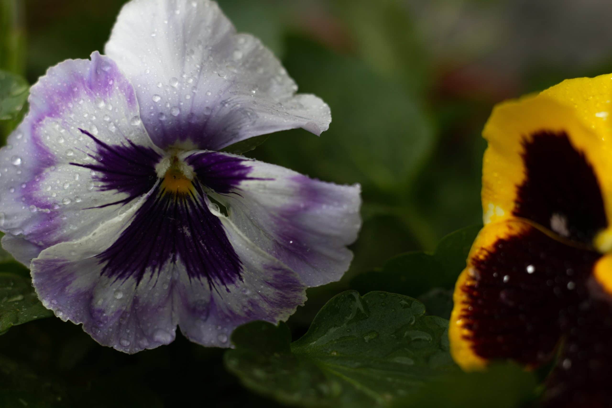 pansies flowers