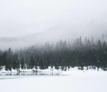 treeline in winter