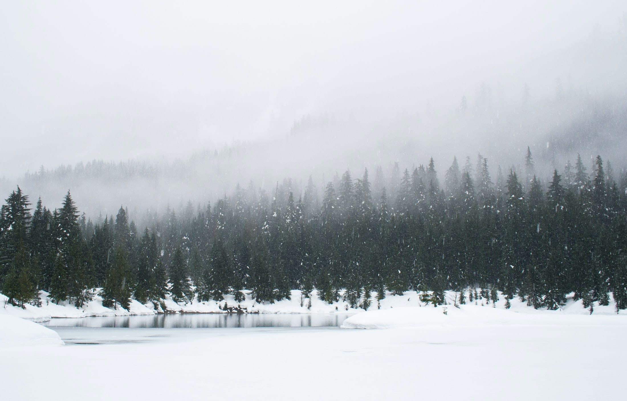 treeline in winter