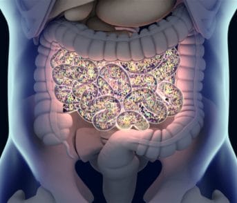 X-ray of human digestive system