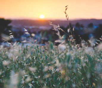 sunset with meadow
