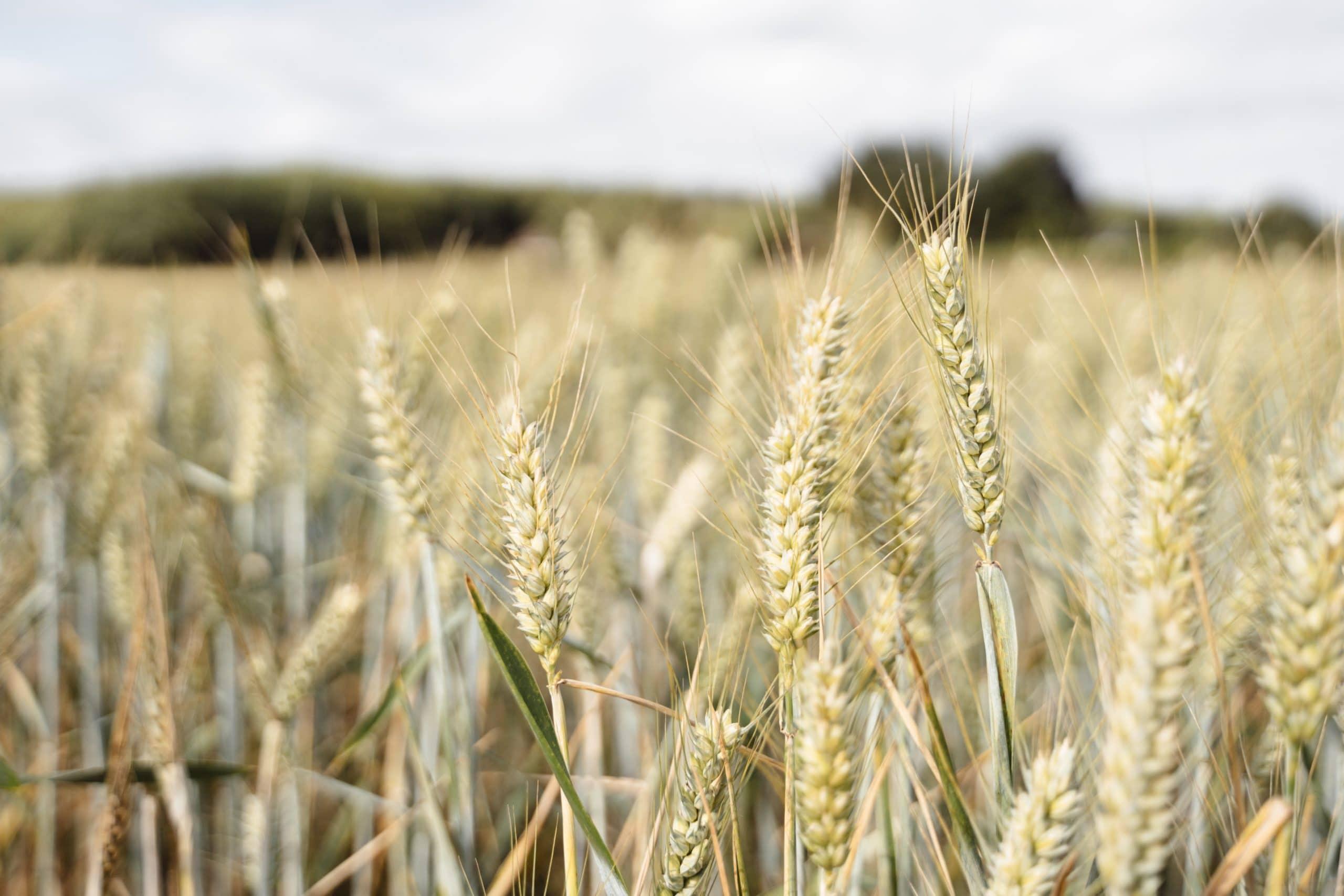 Wheat