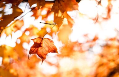 8 Signs You Need a Cleanse this Fall