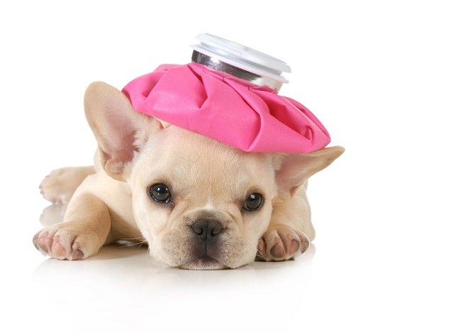 A dog with a heat pad on its head