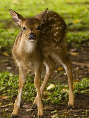 baby deer