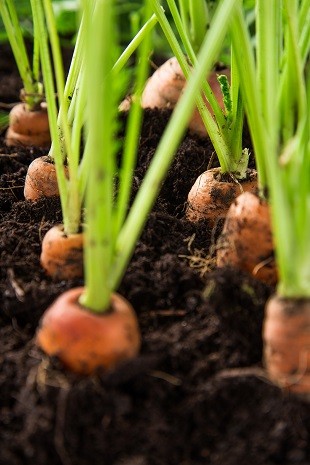 carrots in soil