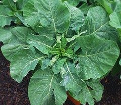 Cruciferous greens