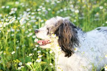 dog in field