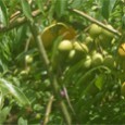 neem