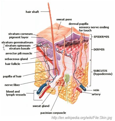 skin layers