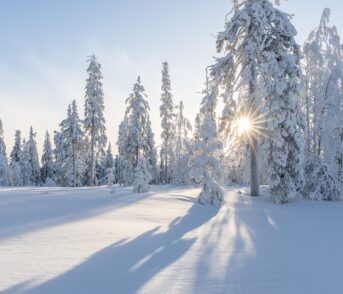 Winter sun through snow-covered trees