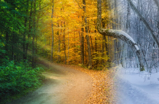 Three seasons in one forest