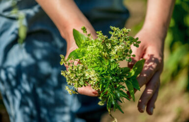 Best Herbs for What Ails You: 10 Common Conditions + Ayurvedic Herbs to Help